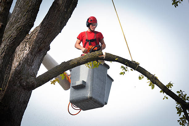 Reliable Dundalk, MD Tree Care  Solutions